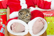 Cute tabby kitten in child's lap