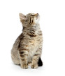 Cute tabby kitten on white