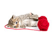 Cute tabby kitten on white