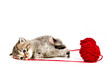 Cute tabby kitten on white