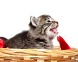 Cute kitten crying