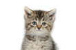Cute tabby kitten
