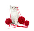 Cute kitten with yarn