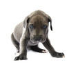 Dog puppy on white background