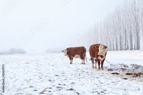 Photo: two cows on winter pasture two cows on winter pasture