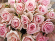 Foto: Pink Rosen Pink Rosen