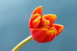 Photo: nice tulip nice tulip