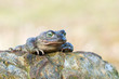 Bufo calamita