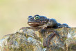 Bufo calamita