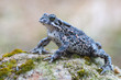 Bufo virdis