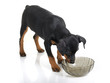 Photo: Miniature Pinscher Miniature Pinscher