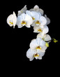 Orquideas blancas