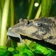 ancistrus catfish in aquarium