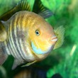 Cichlasoma sajica fish in aquarium