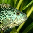 tropical fish in aquarium