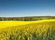 Oilseed Rape, Canola, Biodiesel Crop