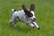 english springer spaniel