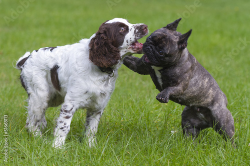 Photo: dogs in the park dogs in the park