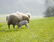 Healthy sheep and livestock, Idyllic Rural, UK