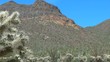 Chain Cholla and Mountain View