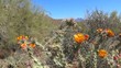 Staghorn Cholla and Mountain View
