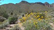 Yellow Desert Flowers in Bloom