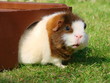 Neugieriges Meerschweinchen