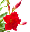 red  mandevilla
