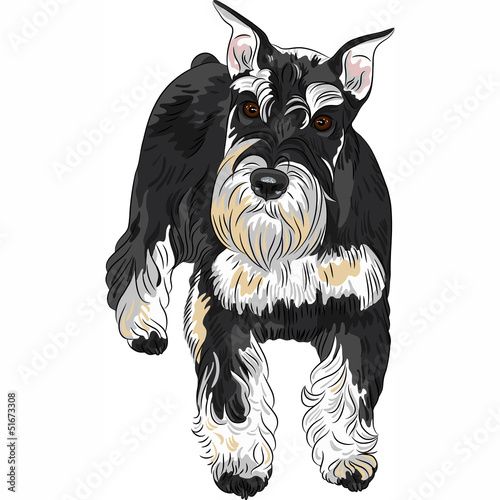 Vector: Vector dog breed Miniature Schnauzer black and silver color Vector dog breed Miniature Schnauzer black and silver color