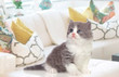 Foto: Lovely Persian kitten at home Lovely Persian kitten at home