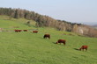 vaches salers