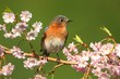 Eastern Bluebird