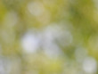 Real Light and Bokeh abstract background
