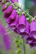 Purple Foxglove