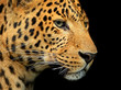 Portrait of leopard