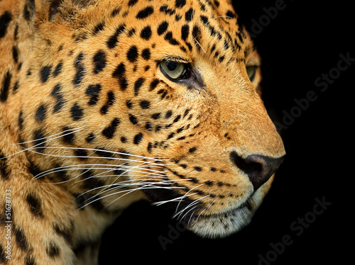 Photo: Portrait of leopard Portrait of leopard