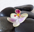 Photo: pierres noirs de massage pierres noirs de massage
