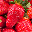many fresh red strawberries