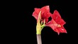 Video: Growth of red hippeastrum flower buds ALPHA matte (Hippeastrum R Growth of red hippeastrum flower buds ALPHA matte (Hippeastrum R
