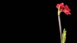 Video: Growth of red hippeastrum flower buds ALPHA matte (Hippeastrum R Growth of red hippeastrum flower buds ALPHA matte (Hippeastrum R