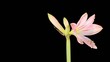 Video: Growth of white hippeastrum flower buds ALPHA matte (Hippeastrum Growth of white hippeastrum flower buds ALPHA matte (Hippeastrum