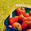 paper strawberries