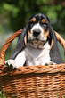 Adorable puppy of basset hound in basket