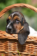 Adorable puppy of basset hound in basket