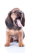 Foto: puppy puppy