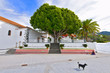 Photo: canary islands, la palma : tirajafe, church place, giant laurel canary islands, la palma : tirajafe, church place, giant laurel