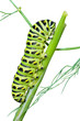 Сaterpillar of swallowtail 4
