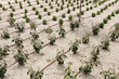 irrigation