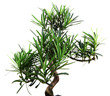 bonsai