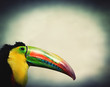 toucan